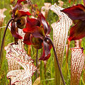 Plants in a protected bog.