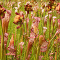 Plants in a protected bog.