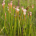 Plants in a protected bog.