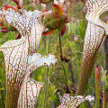 Plants in a protected bog.