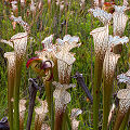 Plants in a protected bog.