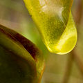 Plants growing in a clearing.