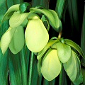 Yellow-green flowers.