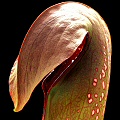 Sarracenia minor