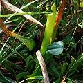 Plant emerging from dormancy in a flatwoods site.