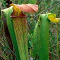 Fall, single plant.