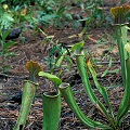 Several plants.