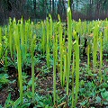 Spring, emerging pitchers.