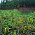 Spring, emerging pitchers.