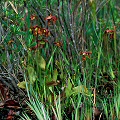 Flowers and pitchers in the Okefenokee Swamp.