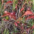 Plants in a grassy wetland.