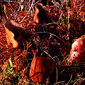 Plants in the sphagnum, at sunset.