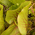 Spring image; medium veined; clasping hood.