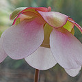 Sarracenia rosea