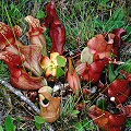 In Apalachicola National Forest