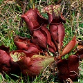 Sarracenia rosea