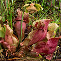 Growing in a nice savannah.