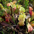 Growing in a nice savannah.