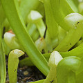 Plants characterized by no red coloration at all.