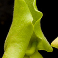 Sarracenia rosea