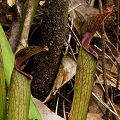 Growing with P. primuliflora.