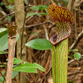 Growing with P. primuliflora.