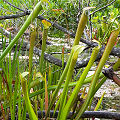 Large, pale plants.