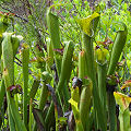 Large, pale plants.