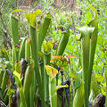 Large, pale plants.