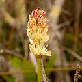 Plant.