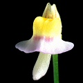 A front view of the flower.
