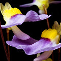 Utricularia bisquamata