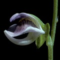 Utricularia calycifida