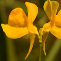 Utricularia