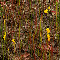 With D. filiformis and P. planifolia.