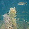 A view from underwater!