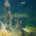 A view from underwater!