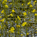 Many flowers.