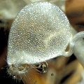 Utricularia