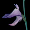 A close view of the inflorescence.