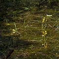 Large plants at unnamed pond.