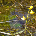 Large plants at unnamed pond.