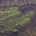 Large plants at unnamed pond.