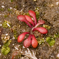 A few sparse clusters of leaves, Western Australia.