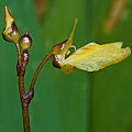 Utricularia minor