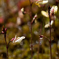 Plant.