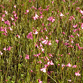 A large field of flowers, Western Australia.