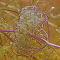 Utricularia purpurea