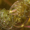 Utricularia purpurea