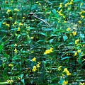 Many flowers in a small drainage.